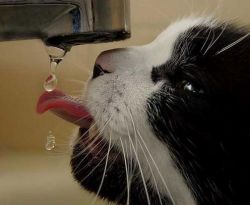 Katze hat Durst