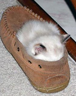 Schuh mit Katzenkind