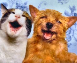Katze und Hund lachen oder singen
