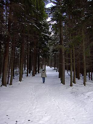 Wald in Dolni Becva