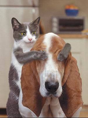 Katze und blinder Hund
