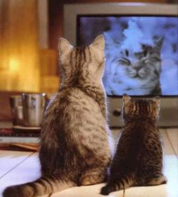 Kätzchen am TV