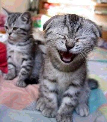 funny cat laughs