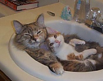 verträumte Katzenmutti mit Katzenkind im Waschbecken