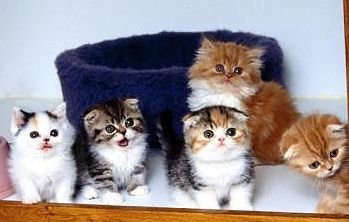 Сладкие кошачьи младенцы ждут кошачью маму