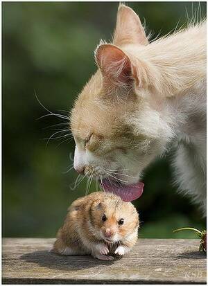 Katze und Hamster