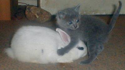 Kätzchen und Hase