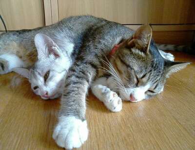 süße Katzen schlafen